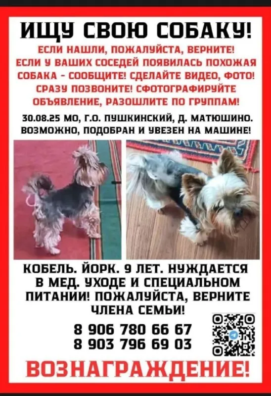 Lost cream dog, йорк in Matyushino — identification photo, lost & found pet database Pathfinder
