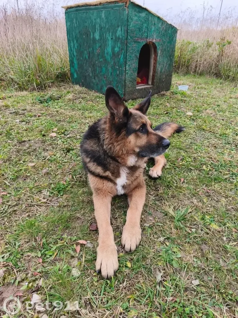 Found dog, овчарка in Voronovo — identification photo, lost & found pet database Pathfinder