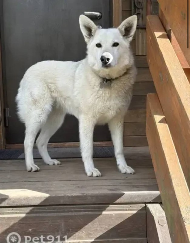 Lost white dog in Shalikovo — identification photo, lost & found pet database Pathfinder