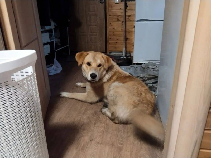 Lost white dog in Yekaterinburg — identification photo, lost & found pet database Pathfinder