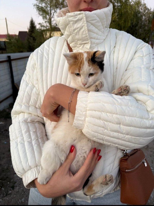 Adoptable white cat in Volgograd — identification photo, lost & found pet database Pathfinder