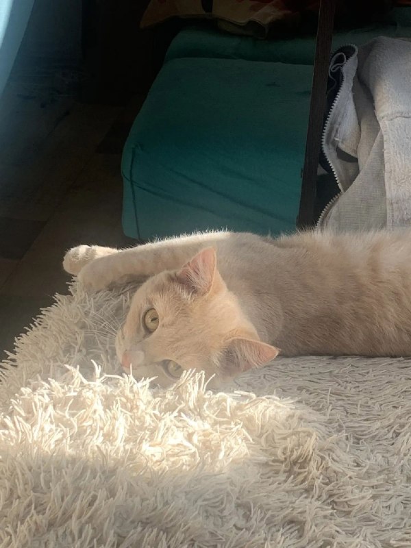 Lost cream cat in Perm — identification photo, lost & found pet database Pathfinder