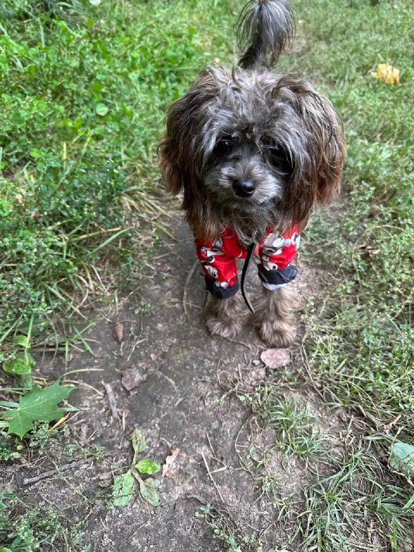 Lost gray dog, тойпу in Nizhny Novgorod — identification photo, lost & found pet database Pathfinder