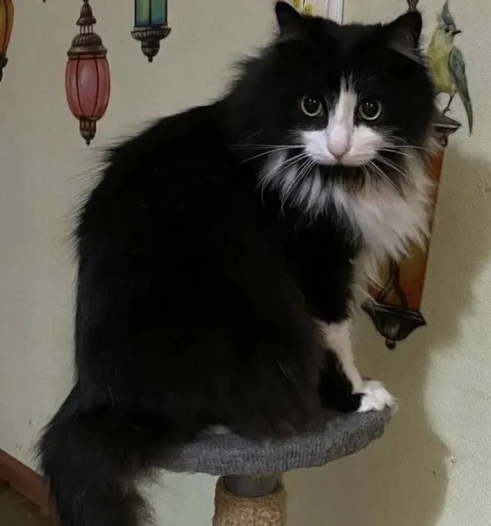 Lost white cat in Novoe Sozvezdie — identification photo, lost & found pet database Pathfinder