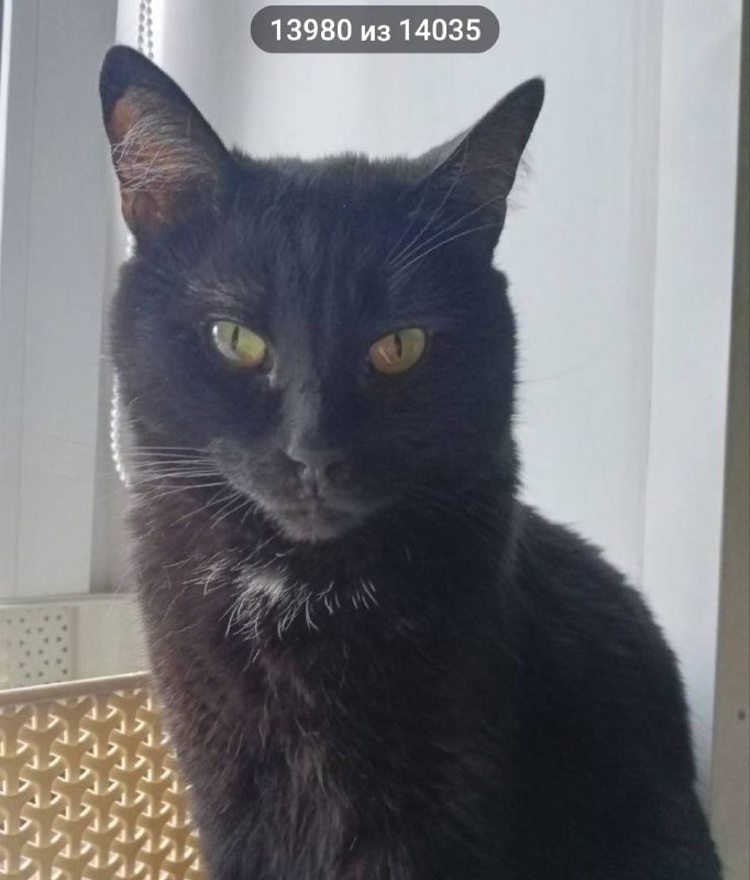 Lost black cat in Berezovskiy — identification photo, lost & found pet database Pathfinder