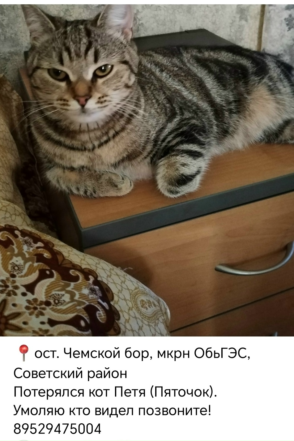 Lost brown cat in Novosibirsk — identification photo, lost & found pet database Pathfinder