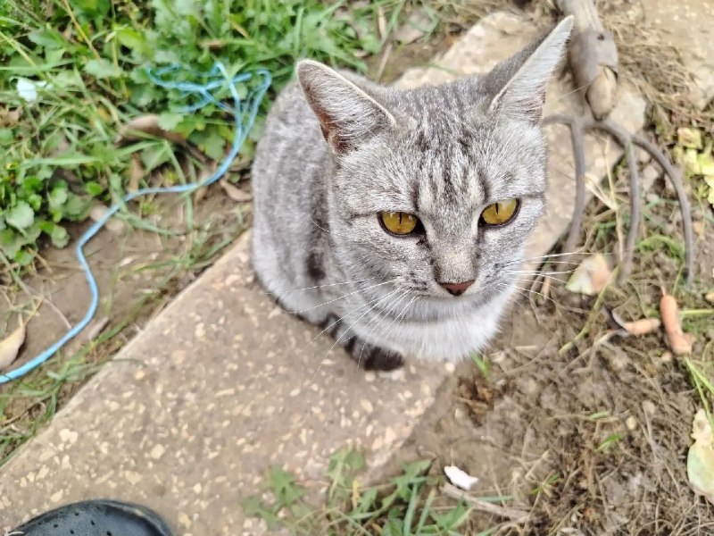 Adoptable cat in Volgograd — identification photo, lost & found pet database Pathfinder