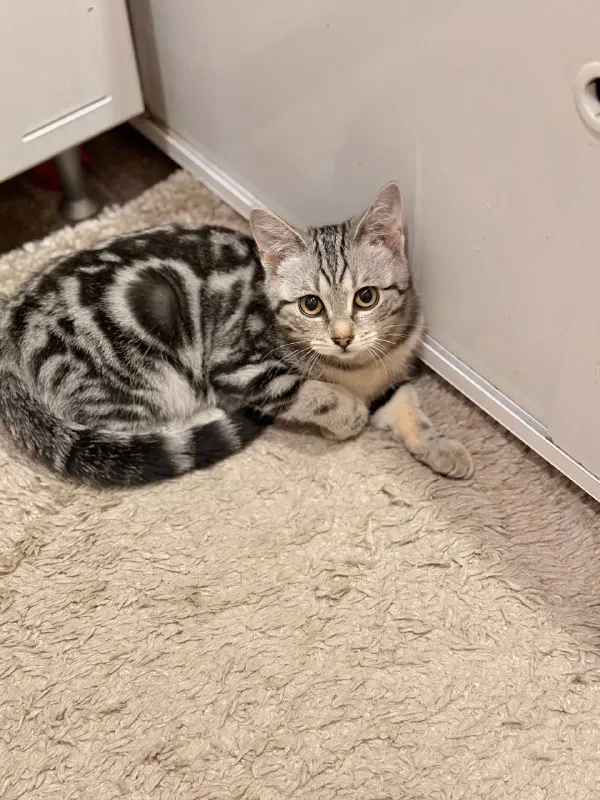 Lost gray cat in Rabochiy Poselok — identification photo, lost & found pet database Pathfinder