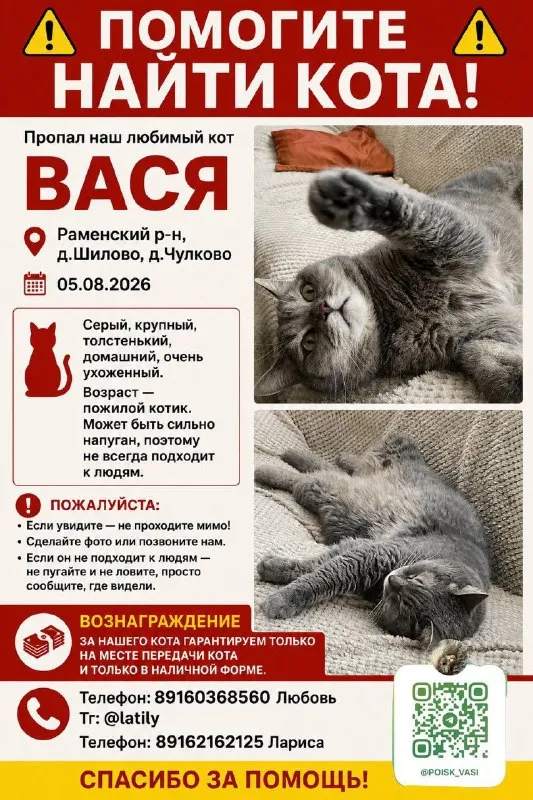 Lost gray cat in Shilovo — identification photo, lost & found pet database Pathfinder