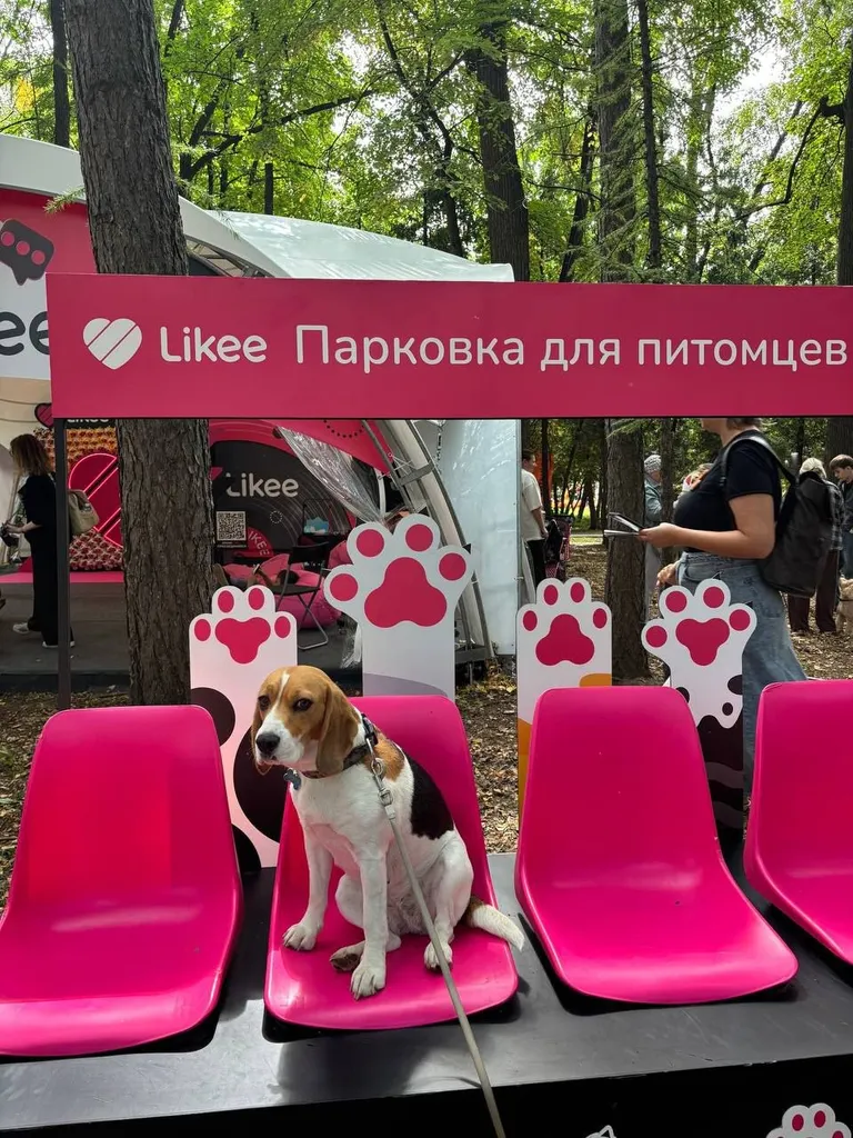 Lost dog, бигль in Moscow — identification photo, lost & found pet database Pathfinder