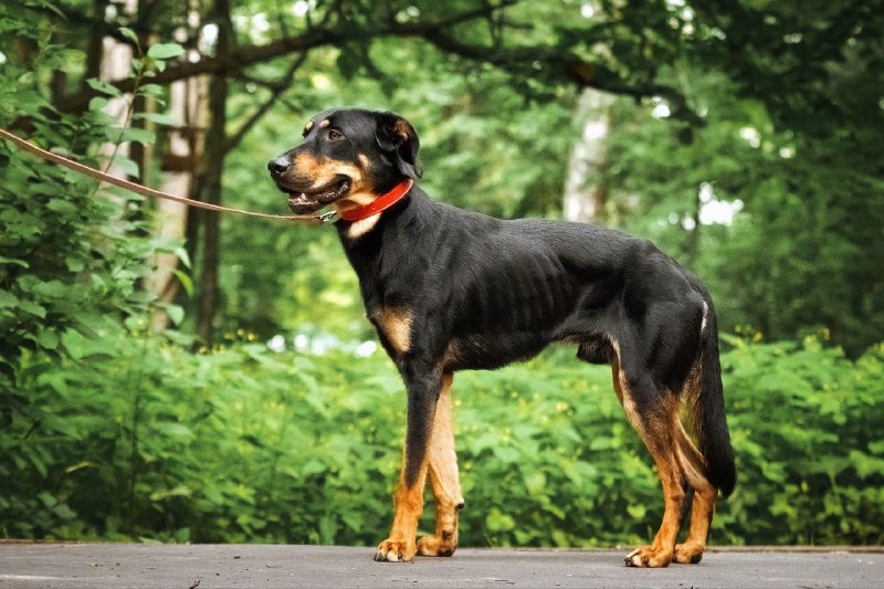Lost brown dog in Troitsk — identification photo, lost & found pet database Pathfinder