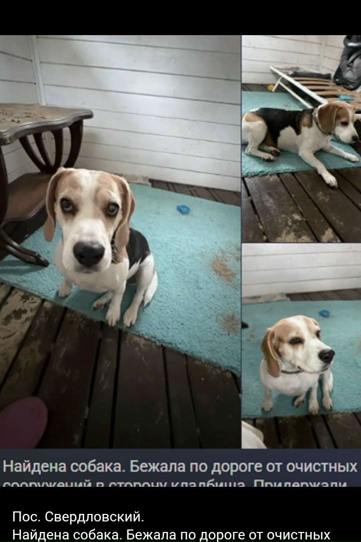 Found white dog in Sverdlovskiy — identification photo, lost & found pet database Pathfinder