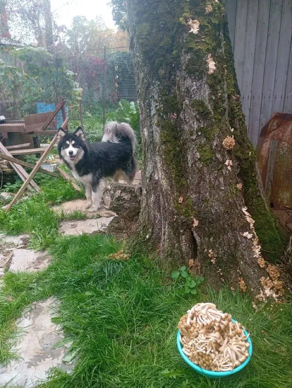 Lost white dog, метис in Bykovo — identification photo, lost & found pet database Pathfinder
