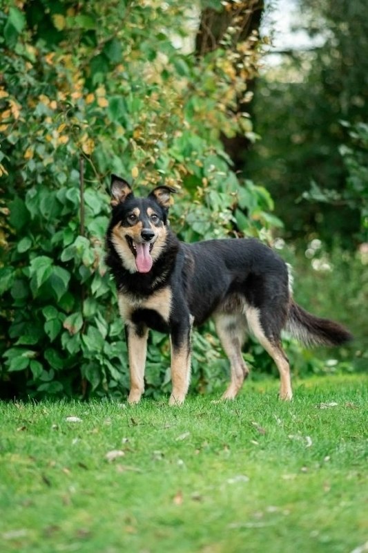 Lost cream dog, метис in Chekhov — identification photo, lost & found pet database Pathfinder