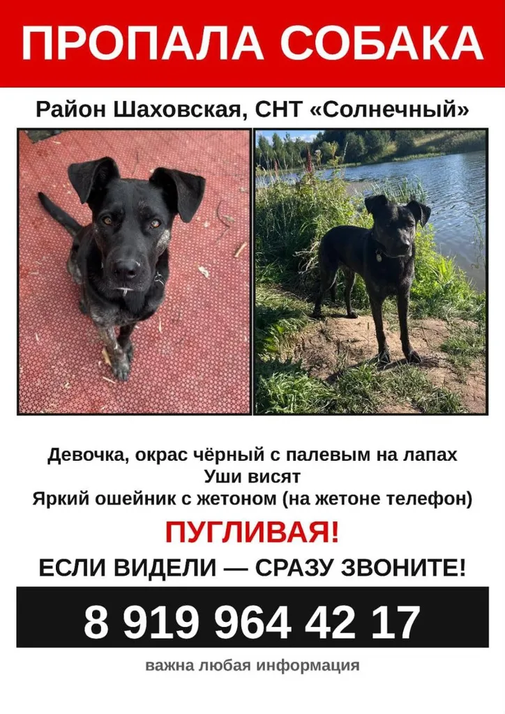 Lost dog in Shakhovskaya — identification photo, lost & found pet database Pathfinder