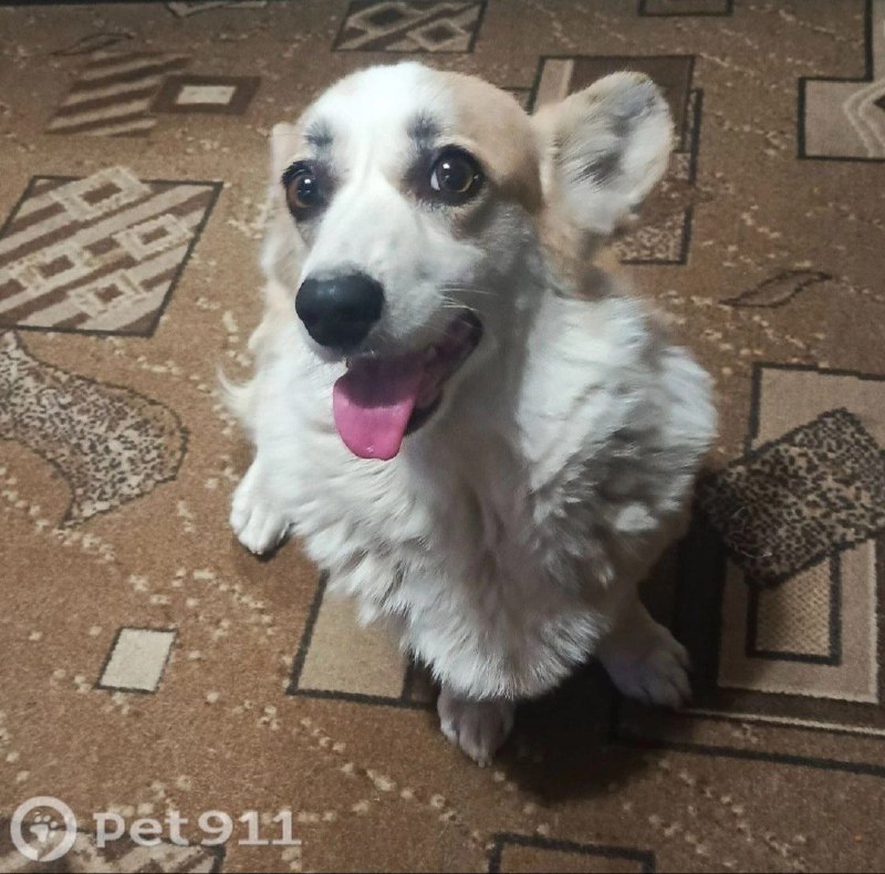 Found white dog, корги in Volgograd — identification photo, lost & found pet database Pathfinder
