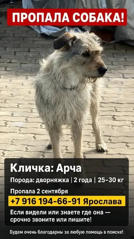 Lost gray dog, дворняжка in Shulgino — identification photo, lost & found pet database Pathfinder