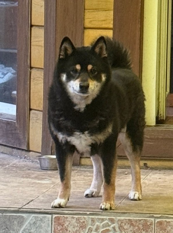 Lost white dog, сиба-ину in Palitsy — identification photo, lost & found pet database Pathfinder