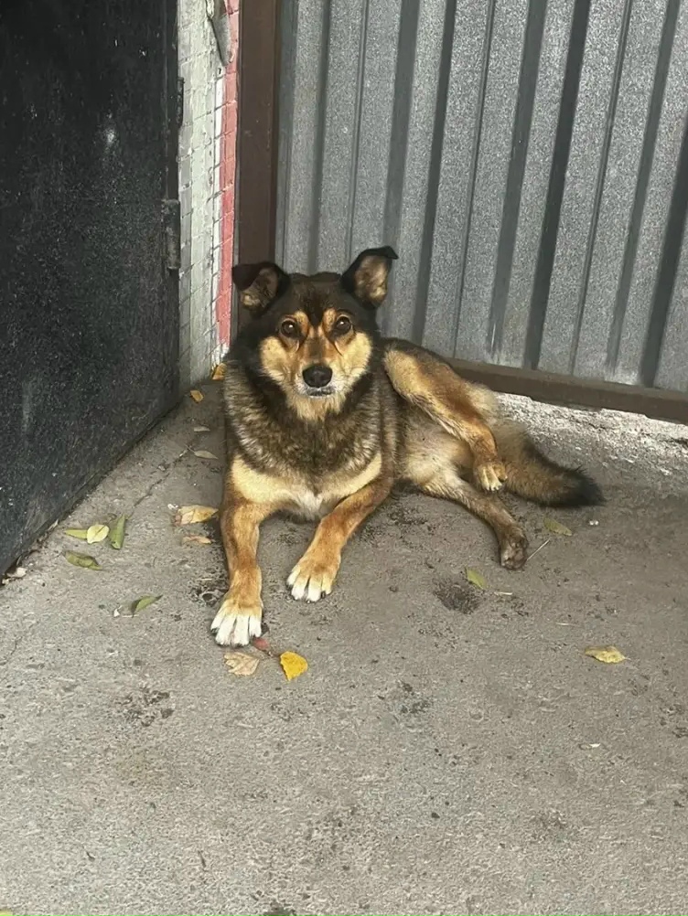 Found brown dog, дворняжка in Novosibirsk — identification photo, lost & found pet database Pathfinder