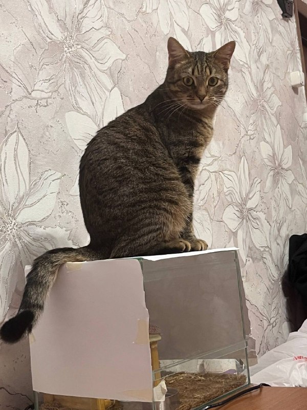 Lost brown cat in Korolev — identification photo, lost & found pet database Pathfinder