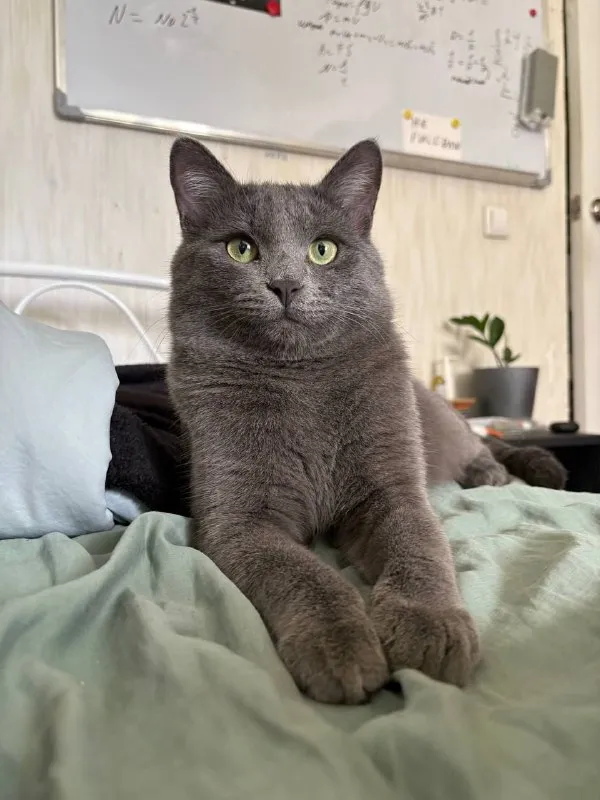 Lost gray cat in Taydashevo — identification photo, lost & found pet database Pathfinder