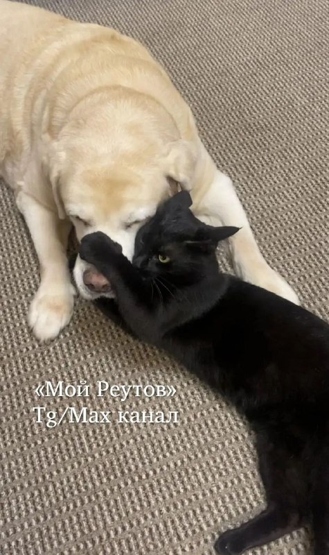 Lost cream cat in Reutov — identification photo, lost & found pet database Pathfinder