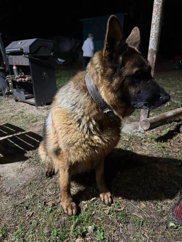 Found dog, овчарка in Naro Fominsk — identification photo, lost & found pet database Pathfinder