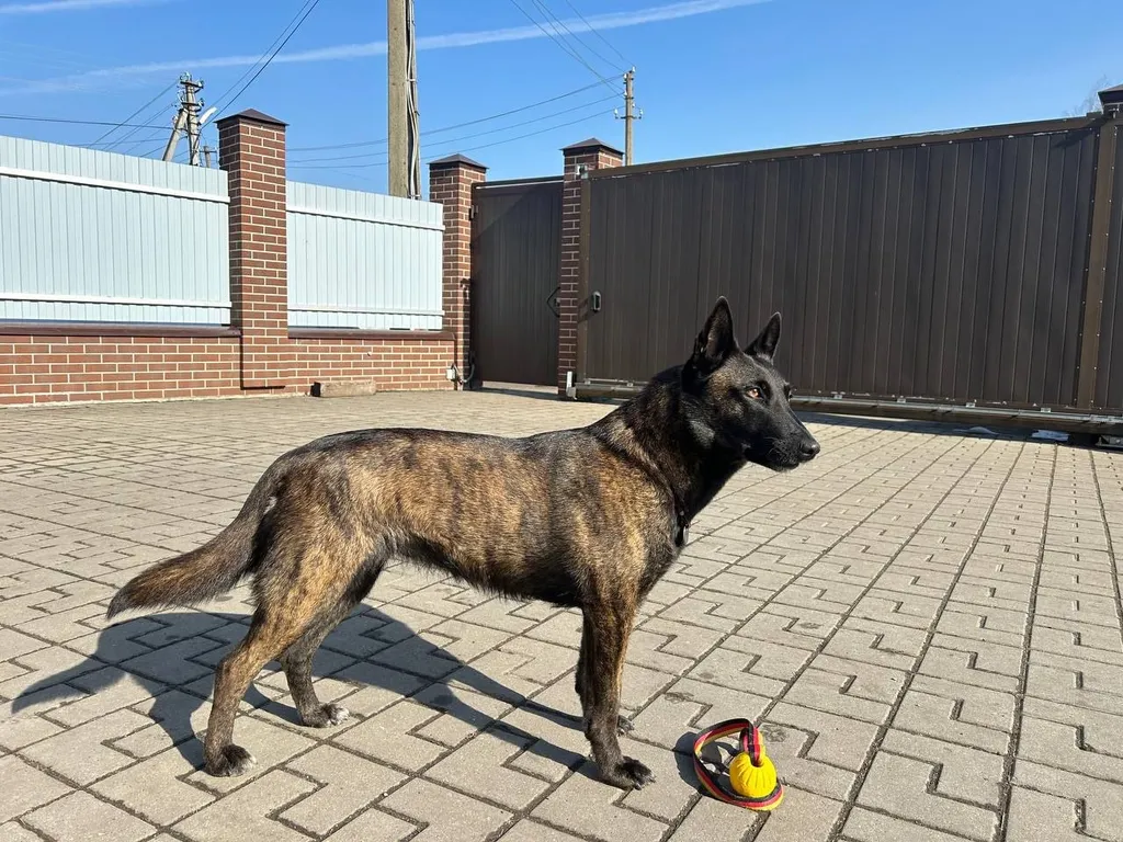 Lost dog, голландская овчарка in Podolsk — identification photo, lost & found pet database Pathfinder