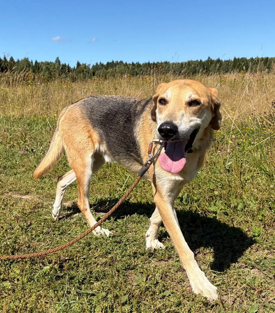 Lost dog, охотничья in Chekhov — identification photo, lost & found pet database Pathfinder