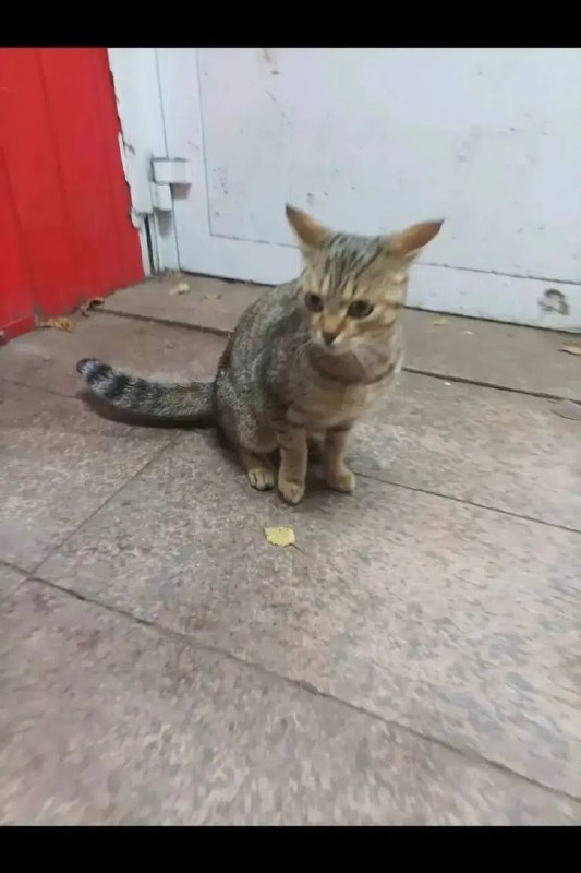 Found brown cat in Yekaterinburg — identification photo, lost & found pet database Pathfinder