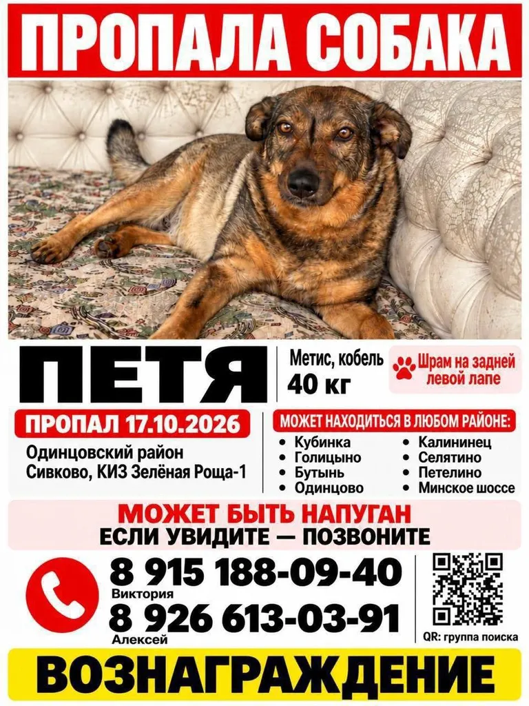 Lost dog, метис in Odintsovo — identification photo, lost & found pet database Pathfinder