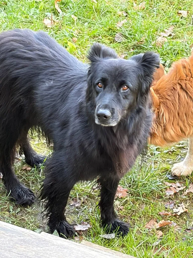Found dog, метис in Zvenigorod — identification photo, lost & found pet database Pathfinder