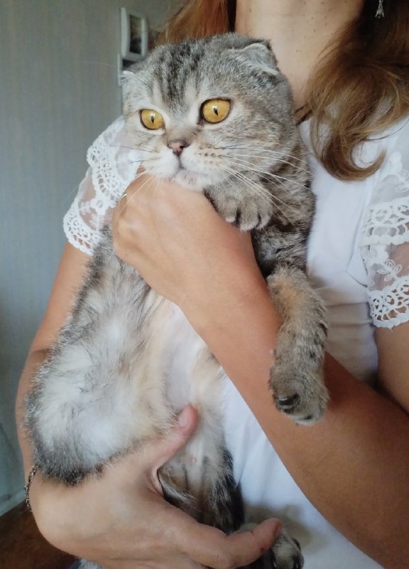 Adoptable white cat in Perm — identification photo, lost & found pet database Pathfinder