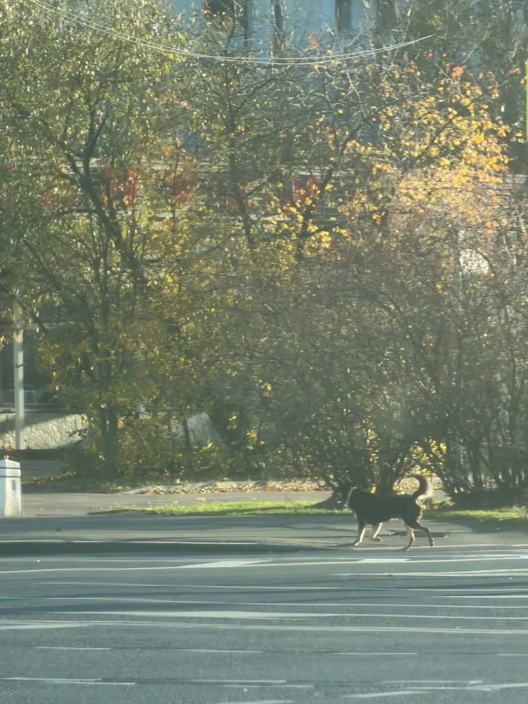 Found dog, дворняжка in Moscow — identification photo, lost & found pet database Pathfinder