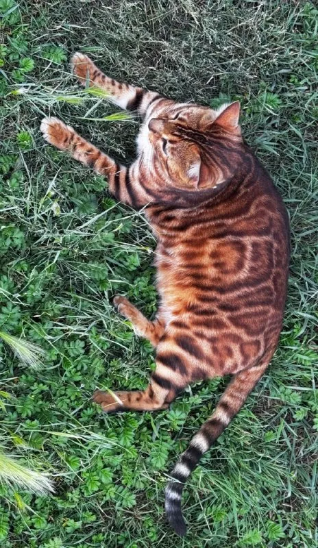 Lost brown cat, бенгальский in Kochenevo — identification photo, lost & found pet database Pathfinder