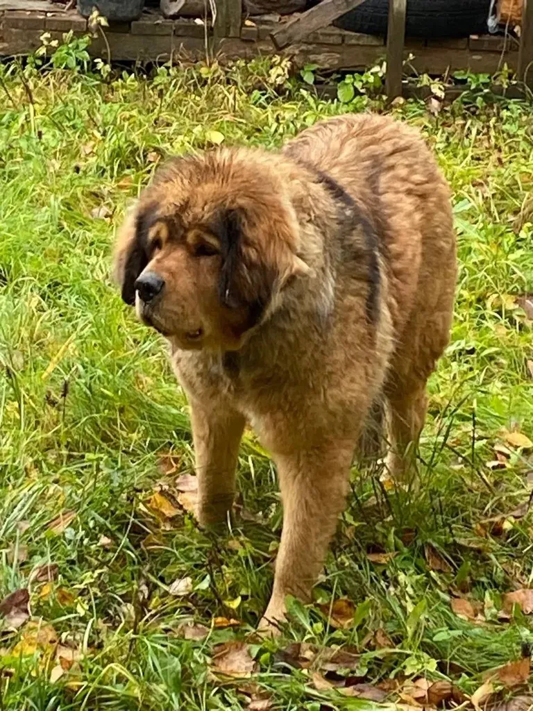 Found brown dog, мастиф in Pavlovskaya Sloboda — identification photo, lost & found pet database Pathfinder