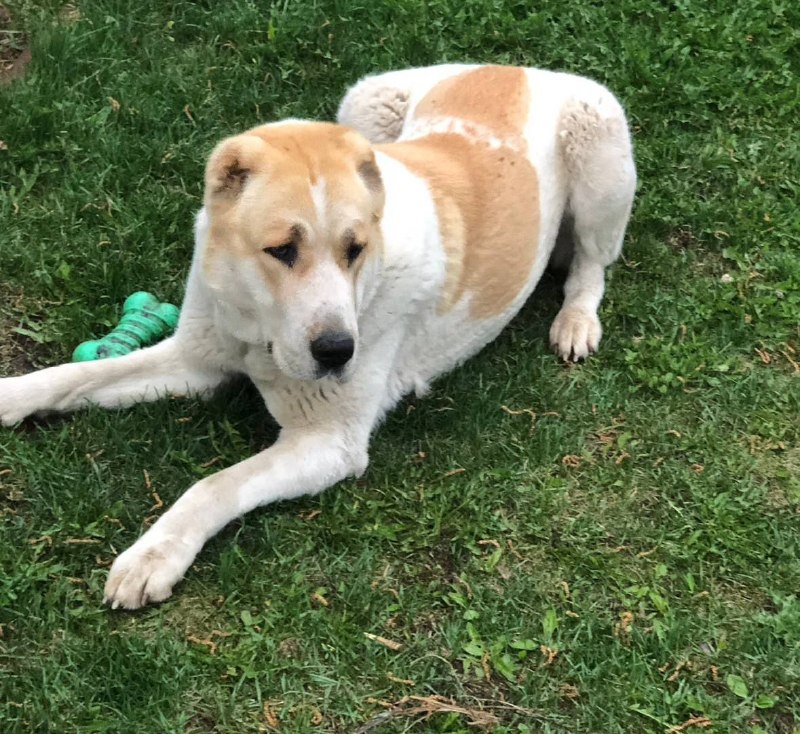 Lost white dog, алабай in Naro Fominsk — identification photo, lost & found pet database Pathfinder