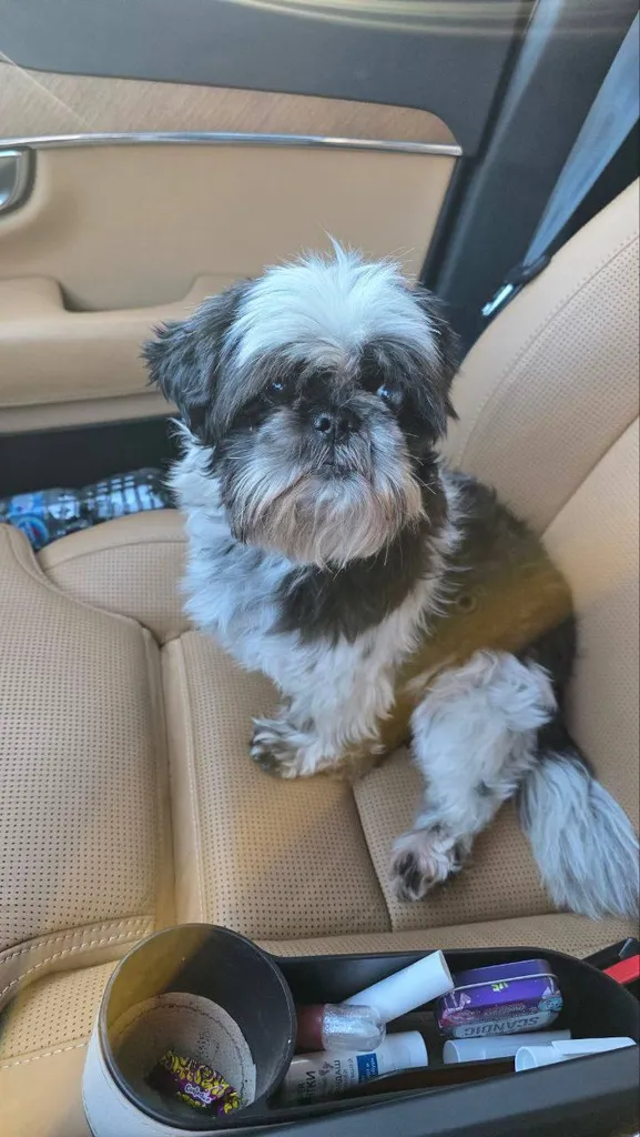 Found dog, ши-тцу in Khimki — identification photo, lost & found pet database Pathfinder
