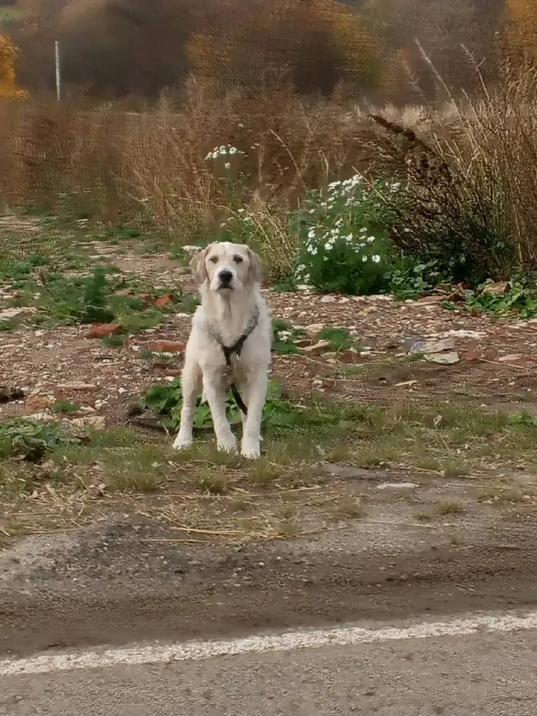 Found dog in Ozery — identification photo, lost & found pet database Pathfinder