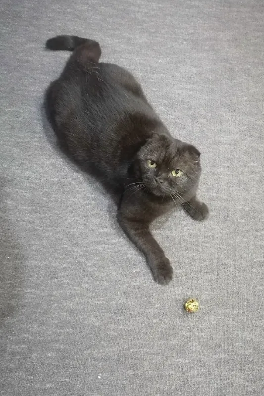 Lost black cat, британская вислоухая in Ufa — identification photo, lost & found pet database Pathfinder
