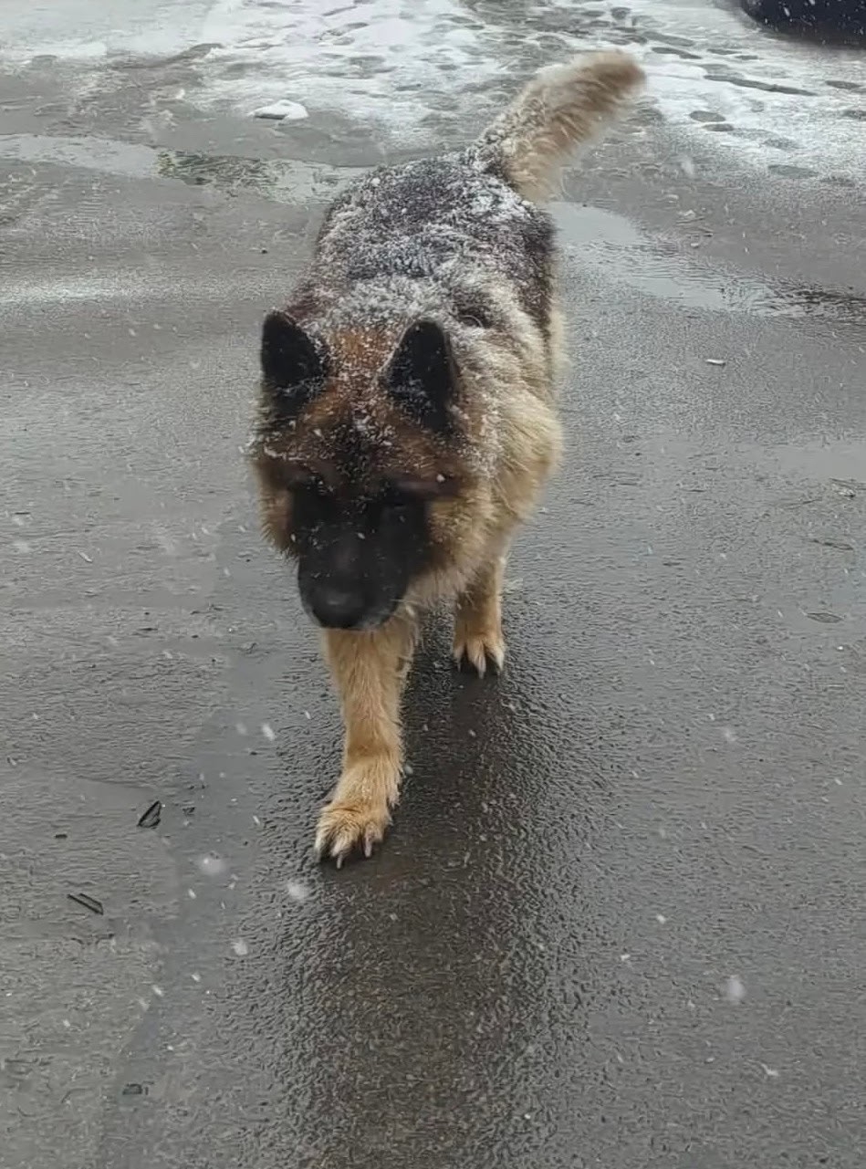 Found fawn dog in Novosibirsk — identification photo, lost & found pet database Pathfinder