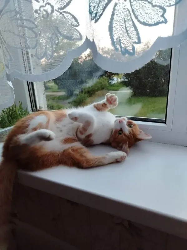 Lost white cat in Kashira 3 — identification photo, lost & found pet database Pathfinder