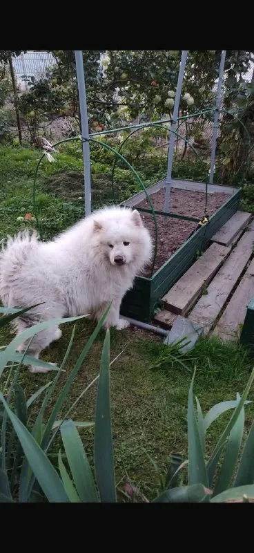 Lost white dog, самоед in Domodedovskiy Rayon — identification photo, lost & found pet database Pathfinder