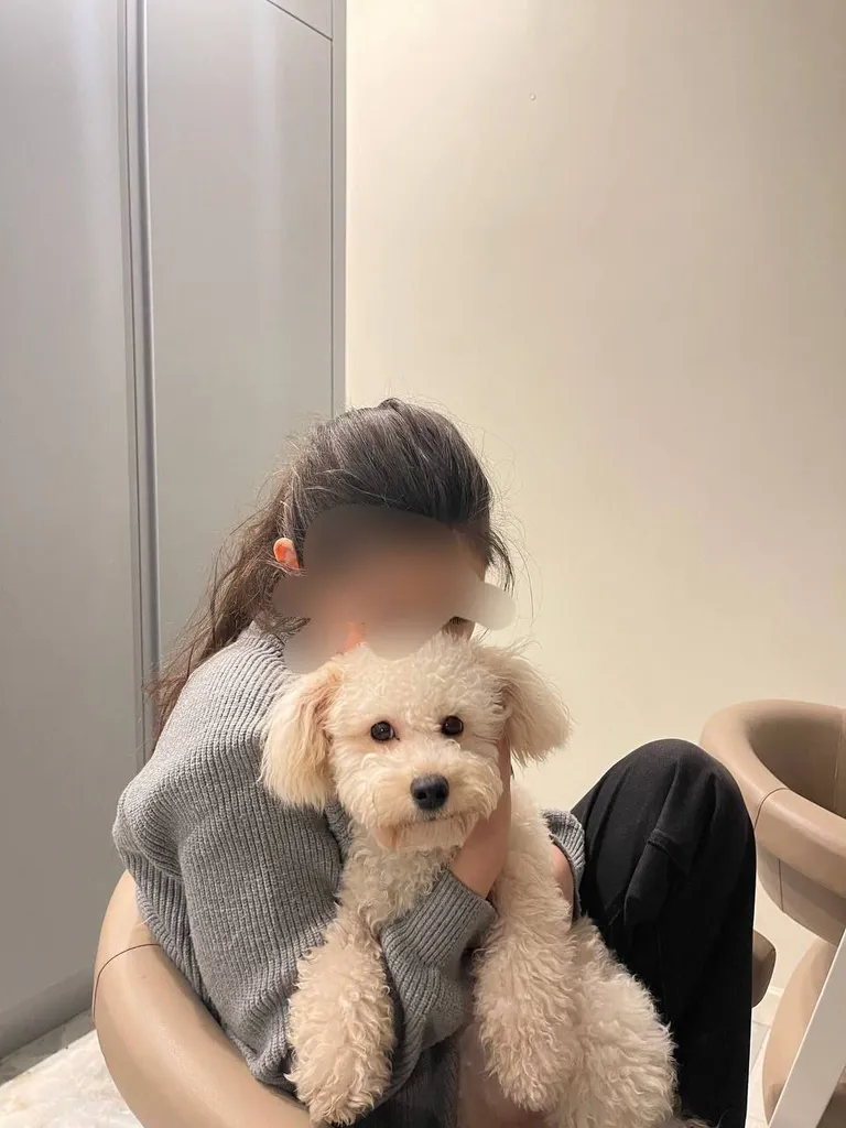 Lost dog, пудель in Saburovo — identification photo, lost & found pet database Pathfinder