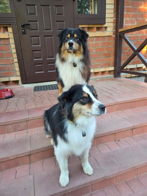 Lost white dog in Domodedovo — identification photo, lost & found pet database Pathfinder