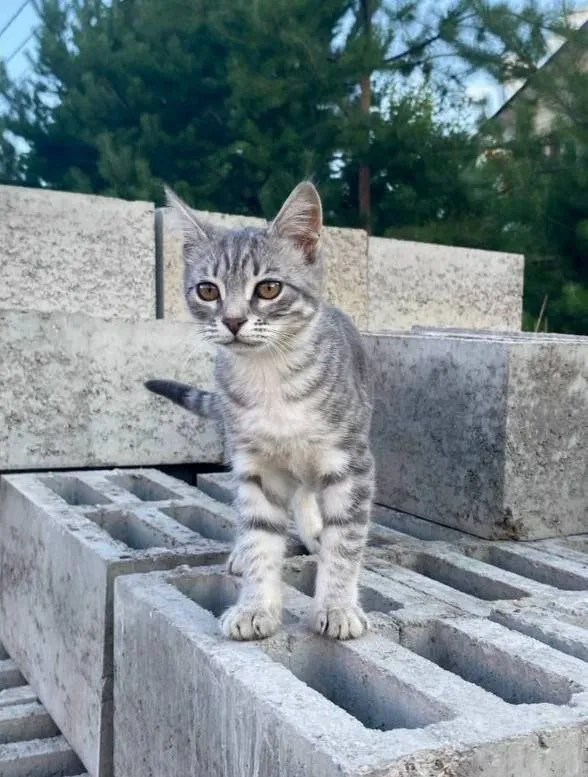 Lost gray cat in Domodedovo — identification photo, lost & found pet database Pathfinder