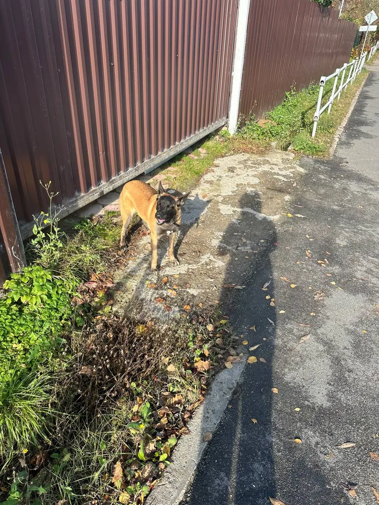 Found dog, метис in Opalikha — identification photo, lost & found pet database Pathfinder
