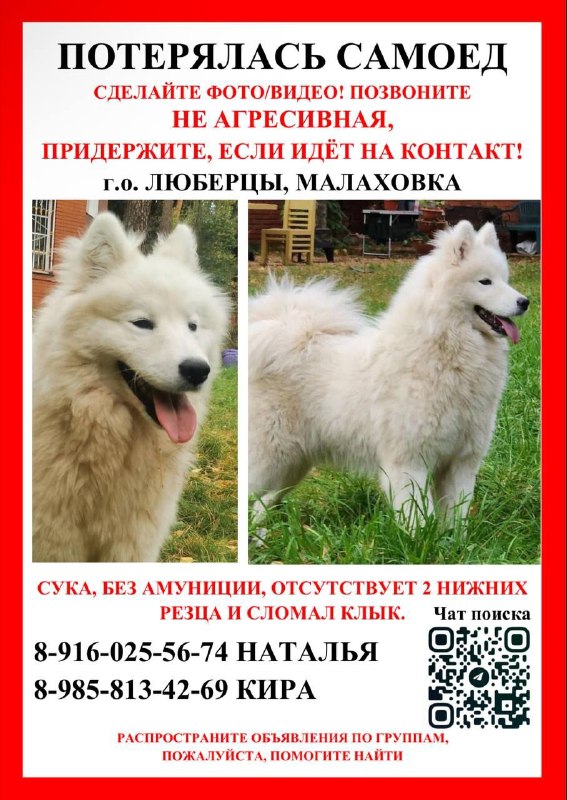 Lost white dog, самоед in Lyubertsy — identification photo, lost & found pet database Pathfinder