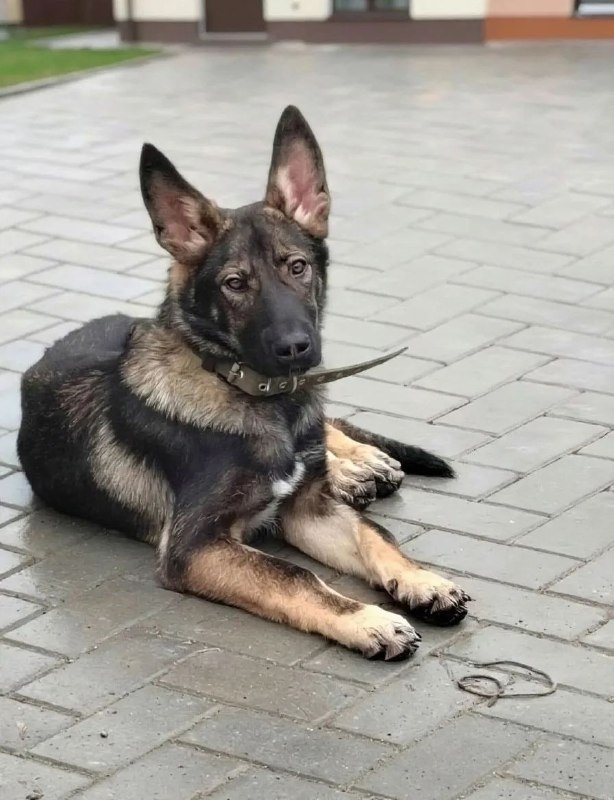 Lost fawn dog, овчароид in Yekaterinburg — identification photo, lost & found pet database Pathfinder