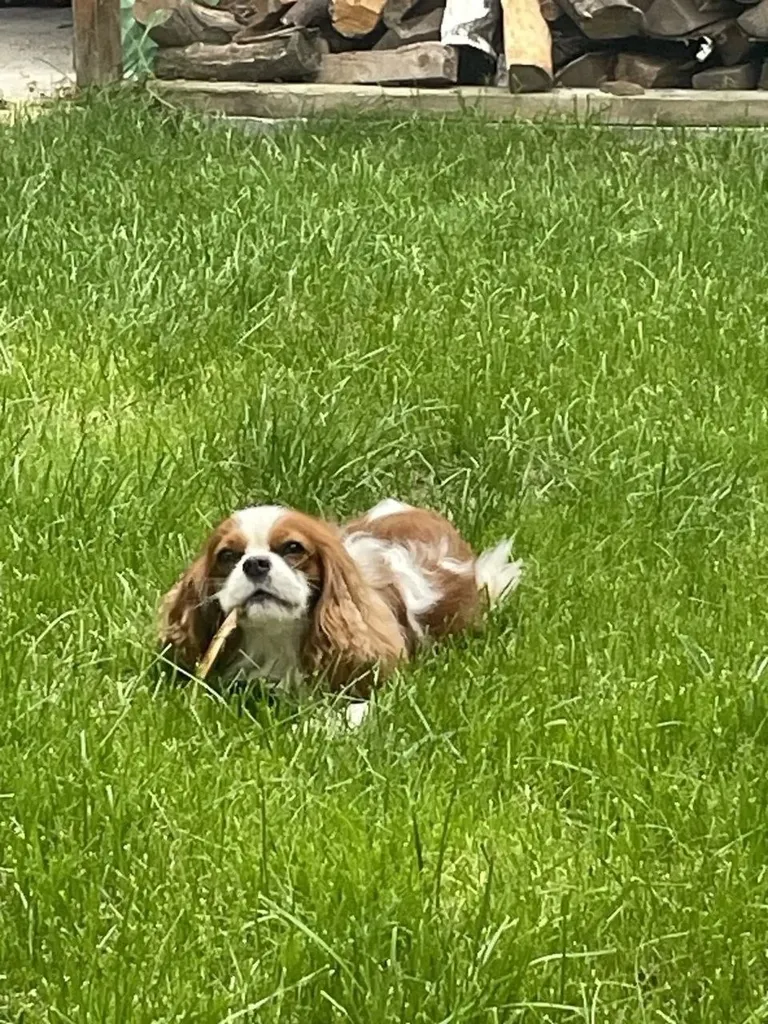Lost dog, кавалер кинг чарльз спаниель in Moscow — identification photo, lost & found pet database Pathfinder